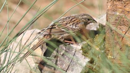 Rock Bunting