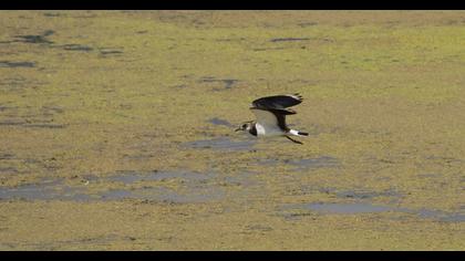 Northern Lapwing