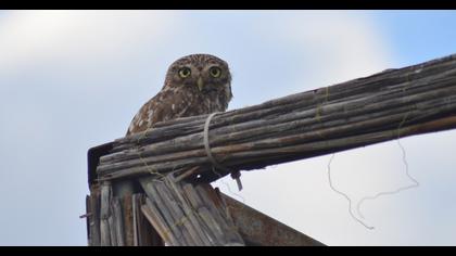 Little Owl