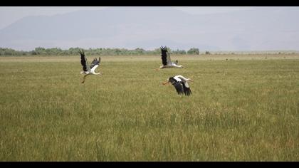 White Stork