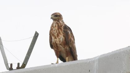 Long-legged Buzzard