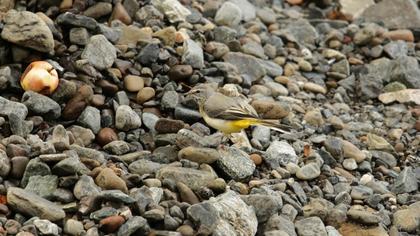 Grey Wagtail