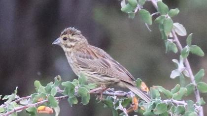 Cirl Bunting