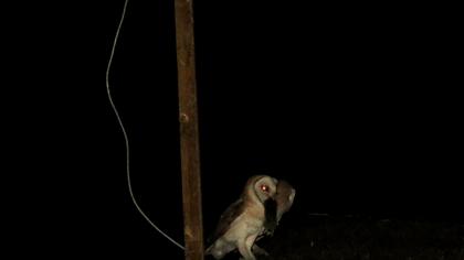 Western Barn Owl