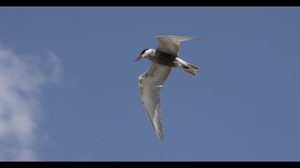 Whiskered Tern