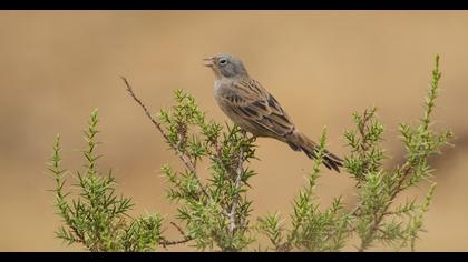 Cretzschmar`s Bunting