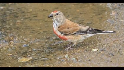 Common Linnet