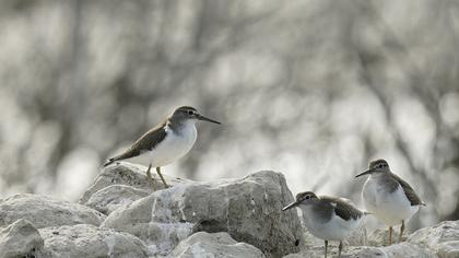 Common Sandpiper