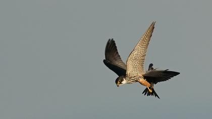 Eurasian Hobby