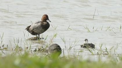 Common Pochard