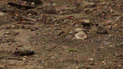 Red-breasted Flycatcher