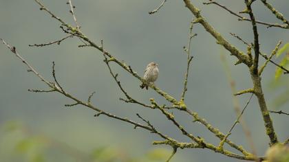 Eurasian Crimson-winged Finch