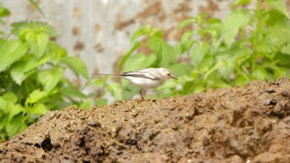 White Wagtail