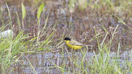 Western Yellow Wagtail