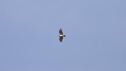 Short-toed Snake Eagle