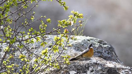 White-throated Robin