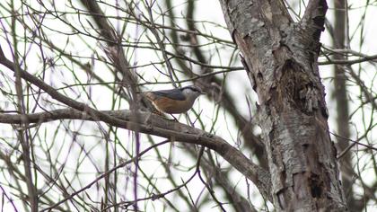 Eurasian Nuthatch