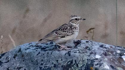 Woodlark