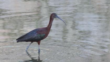 Glossy Ibis