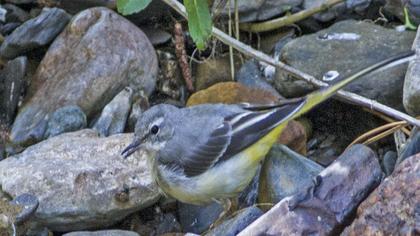 Grey Wagtail