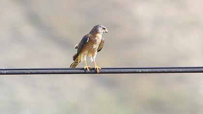 Levant Sparrowhawk