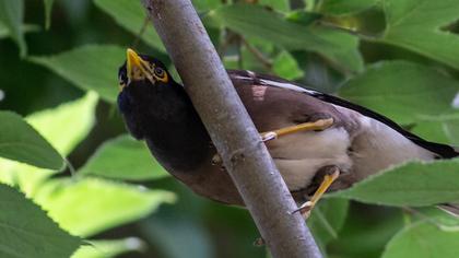 Common Myna