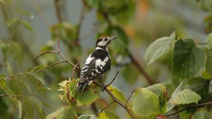 Great Spotted Woodpecker