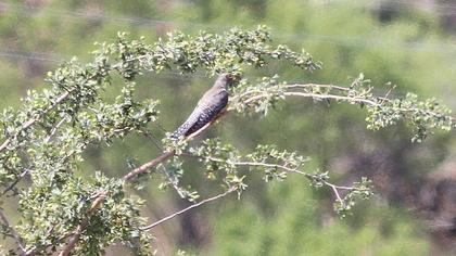 Common Cuckoo