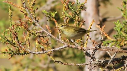 Willow Warbler