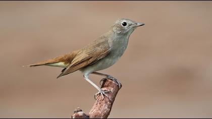 Thrush Nightingale
