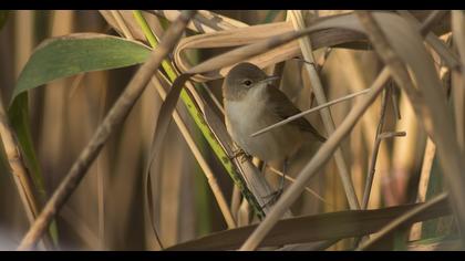 Eurasian Reed Warbler