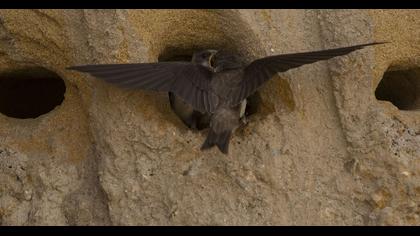 Sand Martin