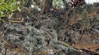 Grey-headed Woodpecker
