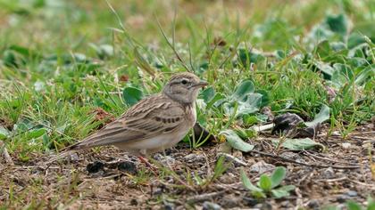 Greater Short-toed Lark