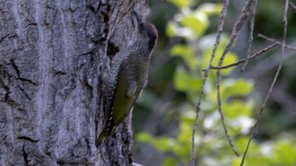 European Green Woodpecker