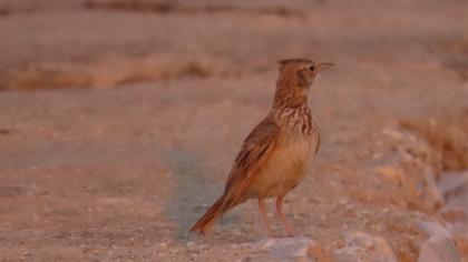 Crested Lark
