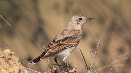 Northern Wheatear