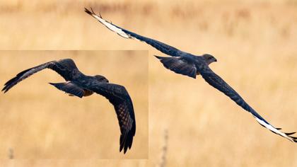 Black Kite