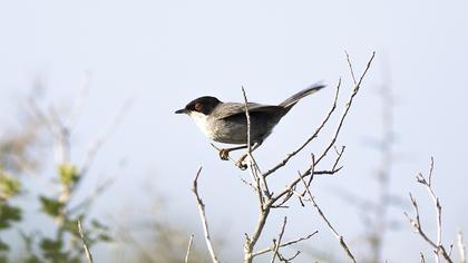 Sardinian Warbler