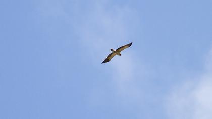 Booted Eagle