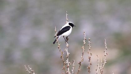 Black-eared Wheatear