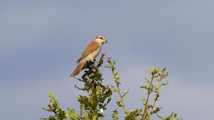 Red-backed Shrike