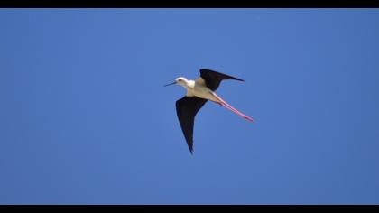 Black-winged Stilt