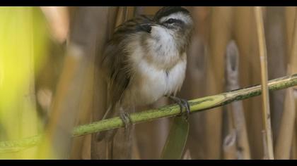 Moustached Warbler
