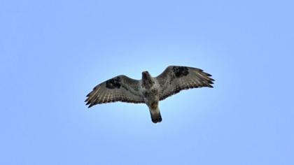 Rough-legged Buzzard