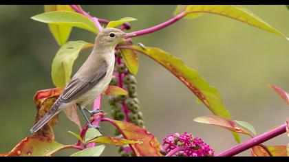Icterine Warbler