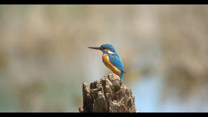 Common Kingfisher