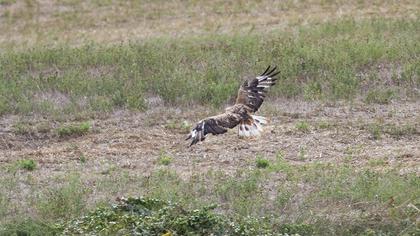 Long-legged Buzzard