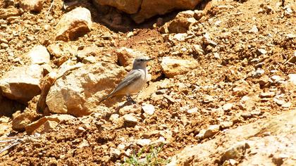 Red-tailed Wheatear