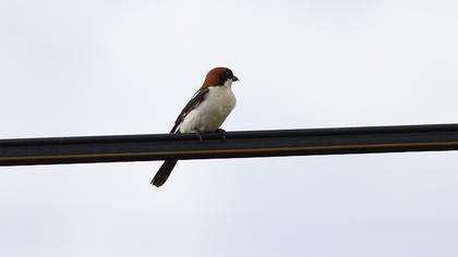 Woodchat Shrike